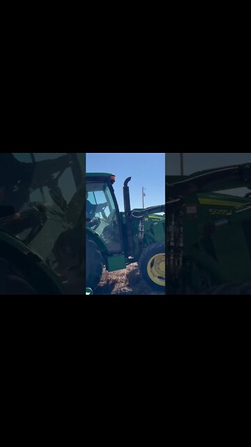 A little fun on hedgehogs Homestead