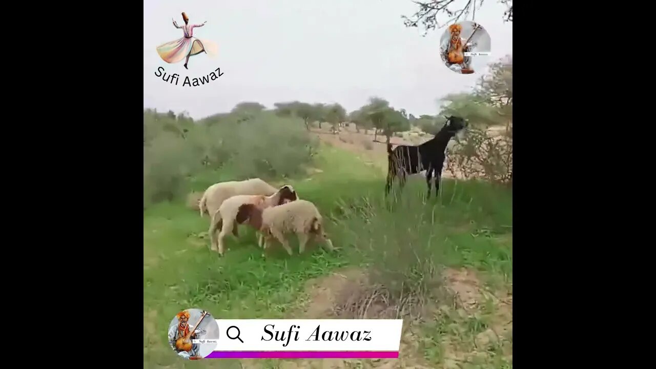 🌼🌻🌾اھڙو منھنجو ٿر آ🌷🌹🌺