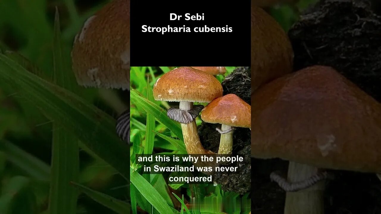 DR SEBI - THE MAGIC MUSHROOM #shorts #mushroom #vegan