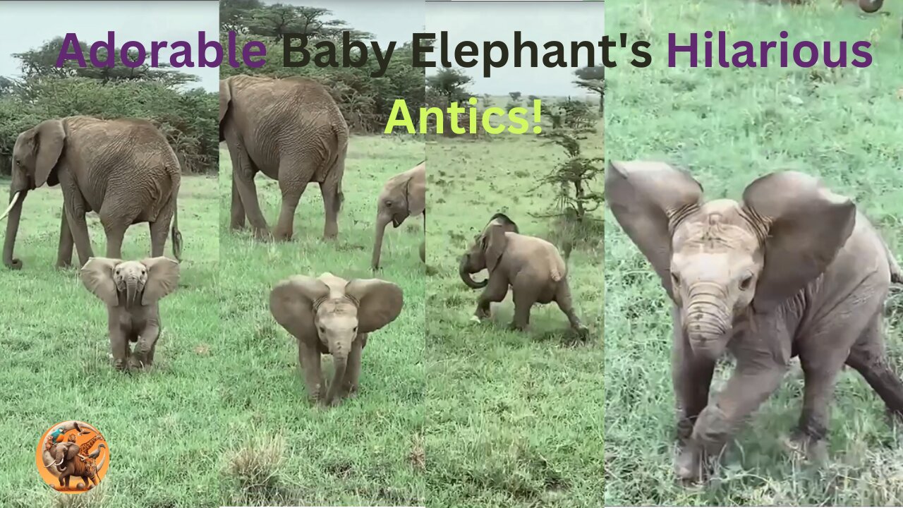 Adorable Baby Elephant's Hilarious Antics!