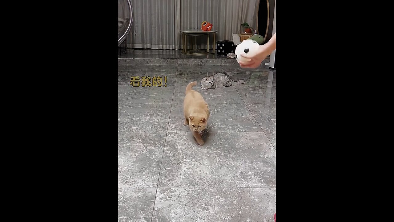 My cat play valyball with me so cute😋😋 #viral