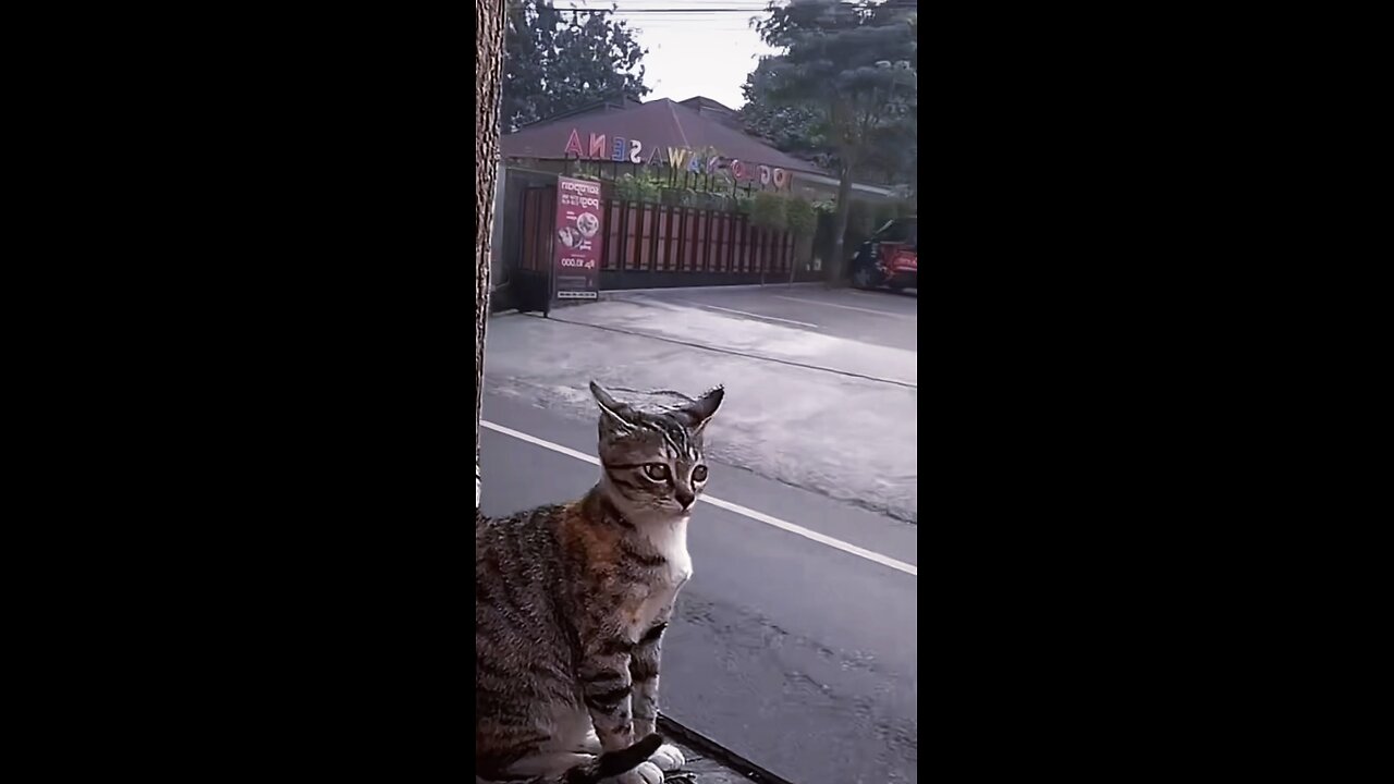 the cat wasn’t ready for that..😳