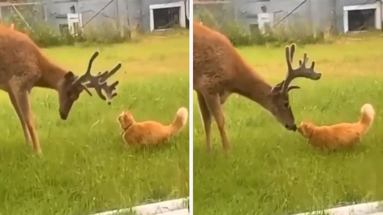 Hungry deer and cute cat amazing hool