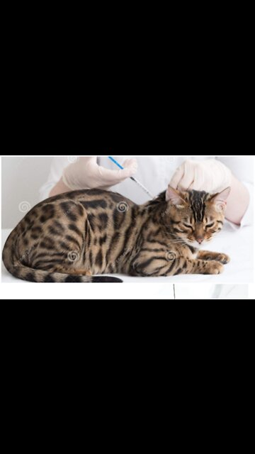 Cat adorable reaction When see injection for first time