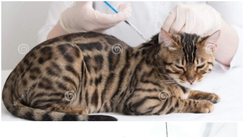 Cat adorable reaction When see injection for first time