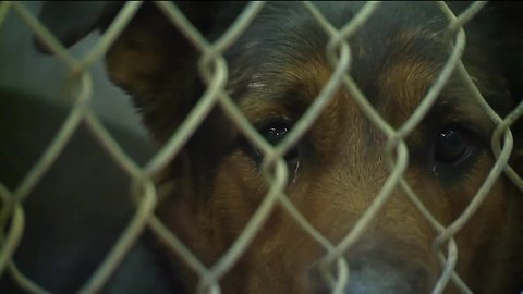 Lorain County could get a new dog kennel after commissioners approve borrowing $1 million