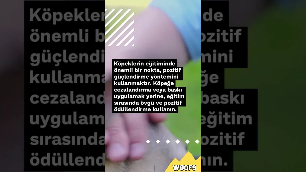 Siz biliyor muydunuz ki köpeklerin eğitimi ......