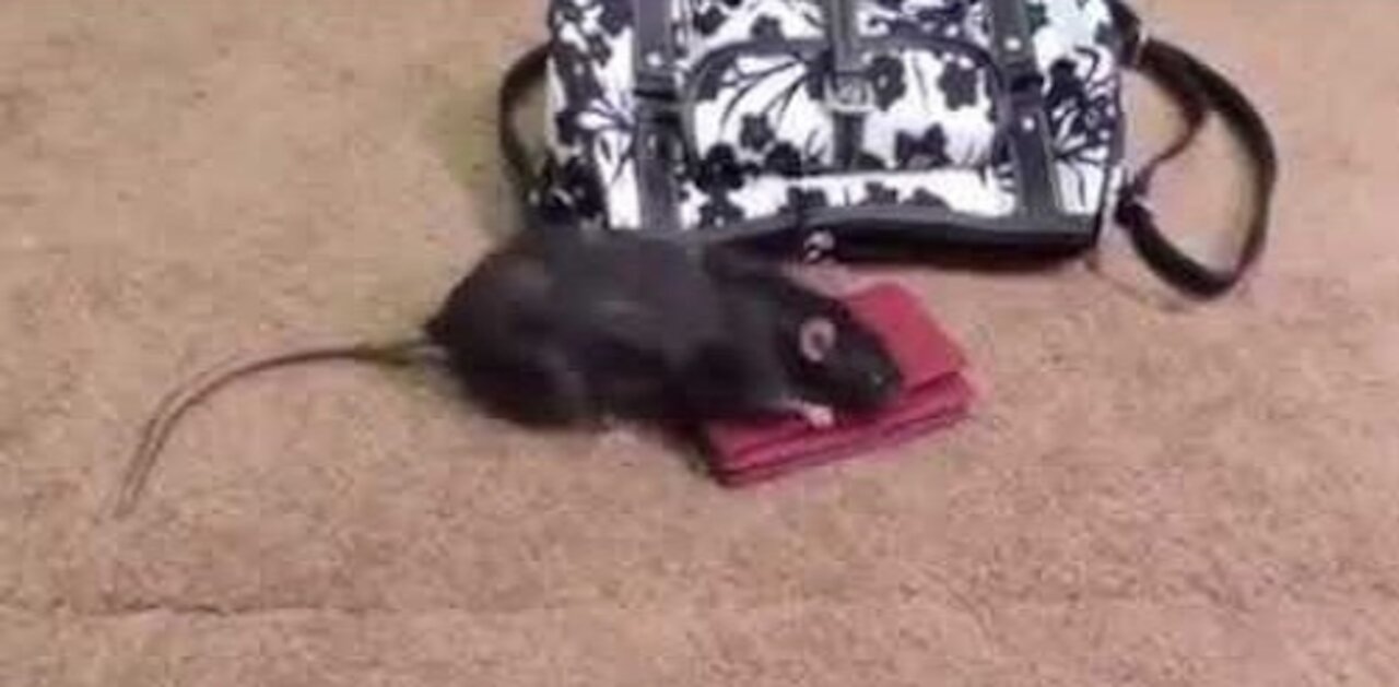 Latest And Top Funny video a rat stealing money