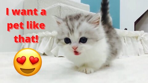 munchkin cat | short leg lovely cat very cute