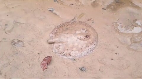 PESCARIA 🎣 TOP QUANDO A MARÉ SECA E MUITO PEIXE 🎏🎏🎏🎏😁