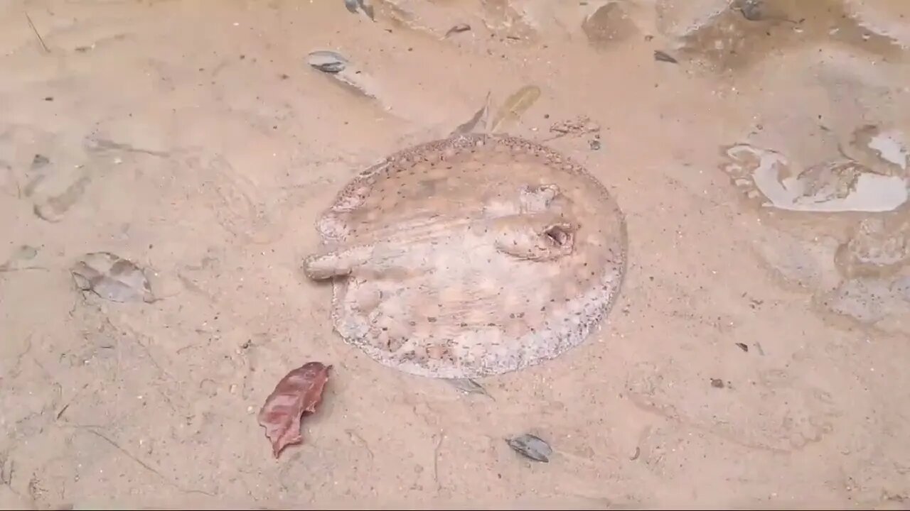 PESCARIA 🎣 TOP QUANDO A MARÉ SECA E MUITO PEIXE 🎏🎏🎏🎏😁