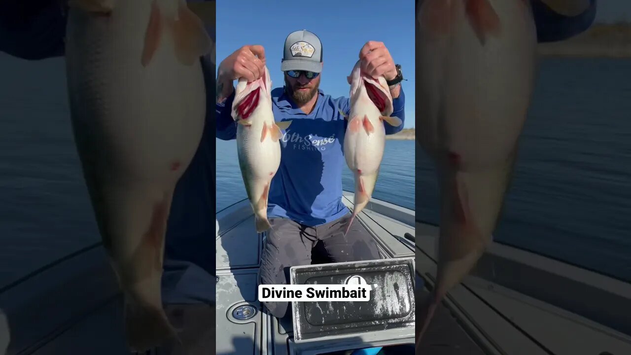 Giant Bass Caught on Divine Swimbait #shorts