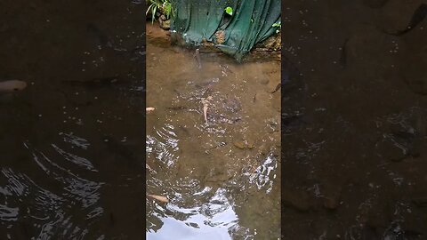 Fish Pond😍 #fishpond #fish #satisfying #shortvideo