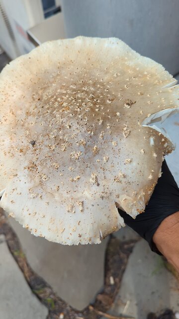 what kind of mushroom is this?