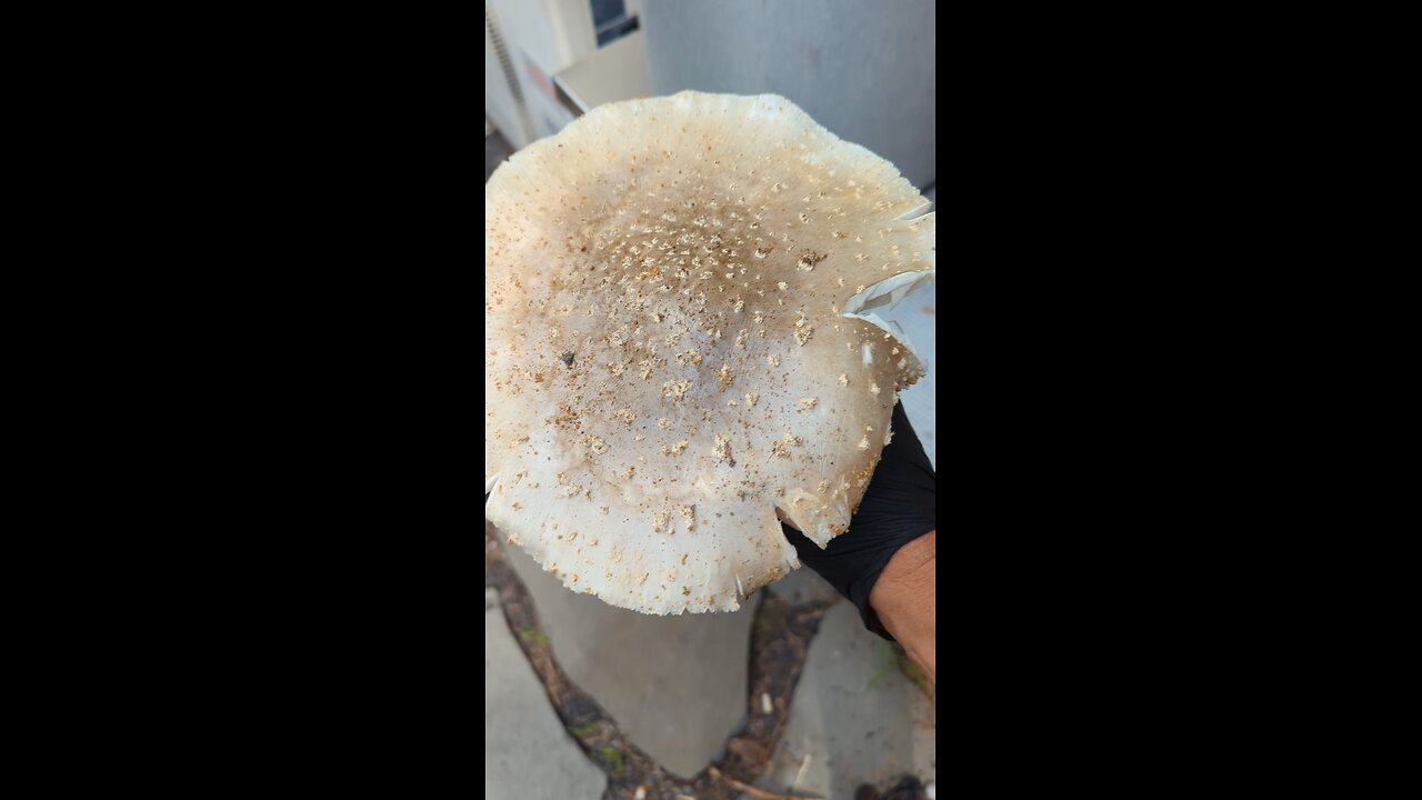 what kind of mushroom is this?