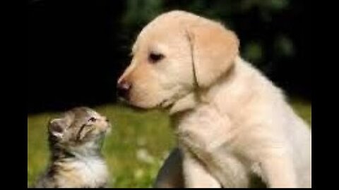 Funniest 🐈 Animals funny video dog and cat