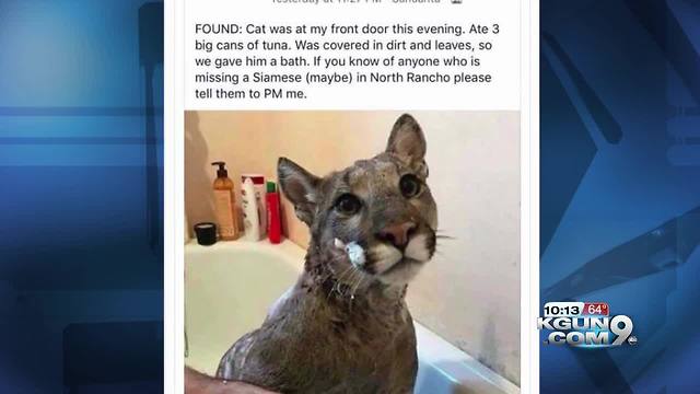 Viral social media post showing mountain lion in bathtub a hoax