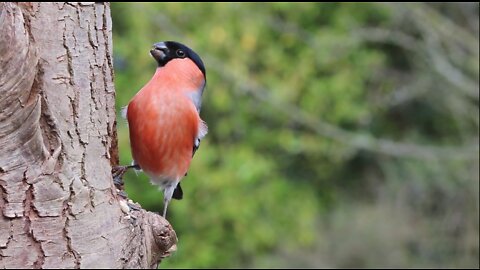 The beautiful bulbul bird with bright colors and its strange way of eating