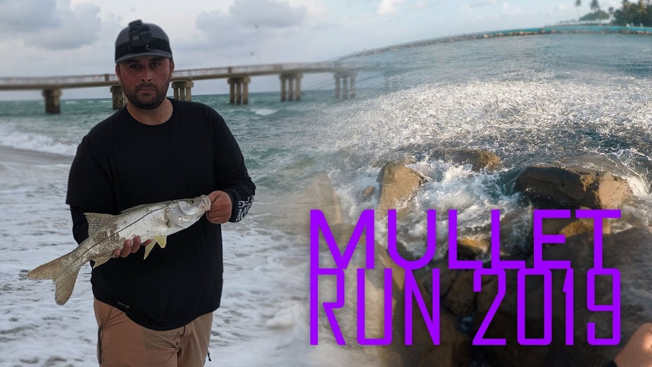 Snook Fishing The Mullet Run 2019