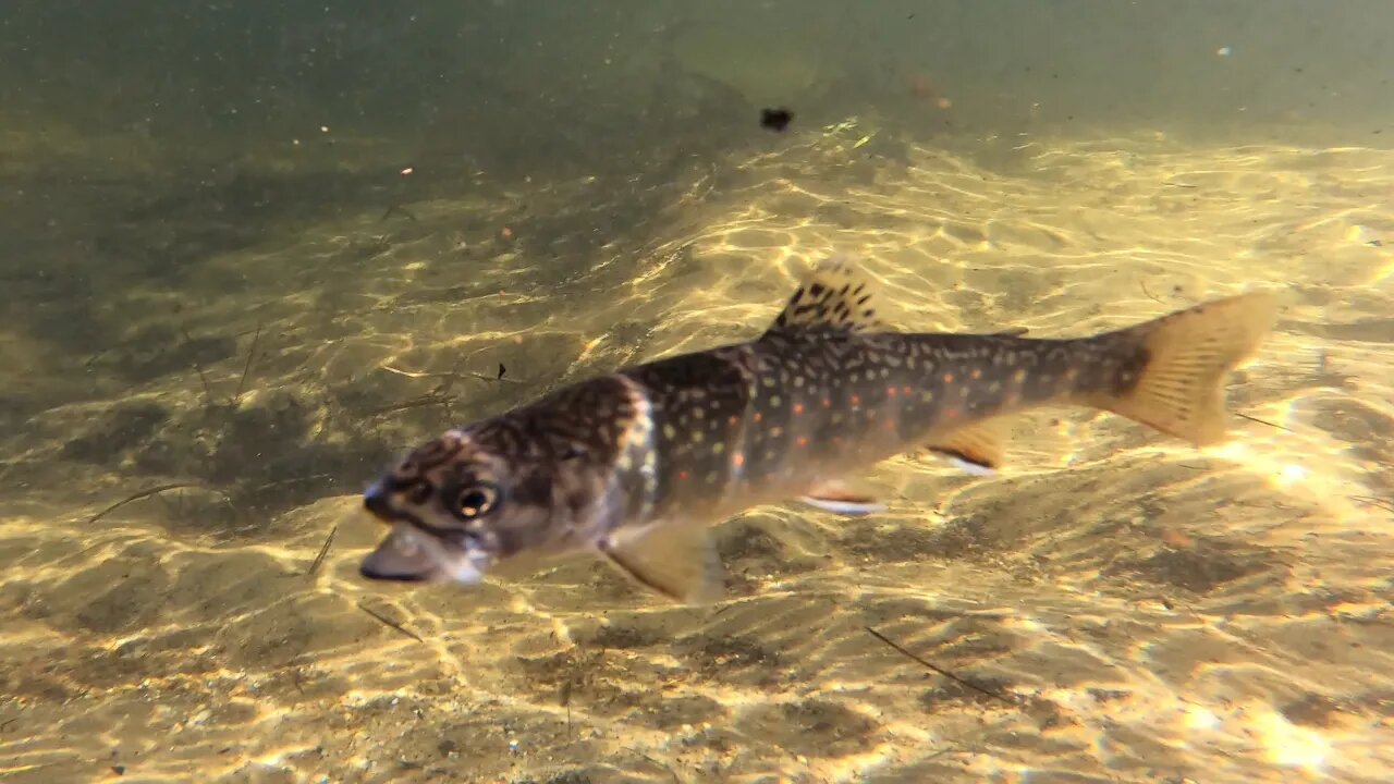 Brook trout ID and Release