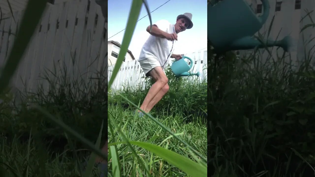 Watering the Plants in Style