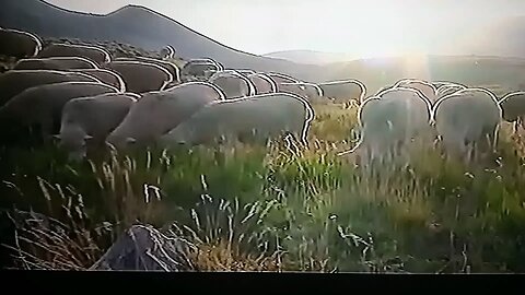 animals moments