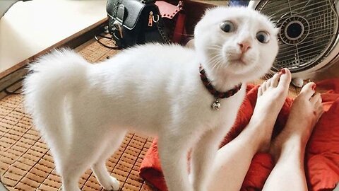 Cats are being Cats