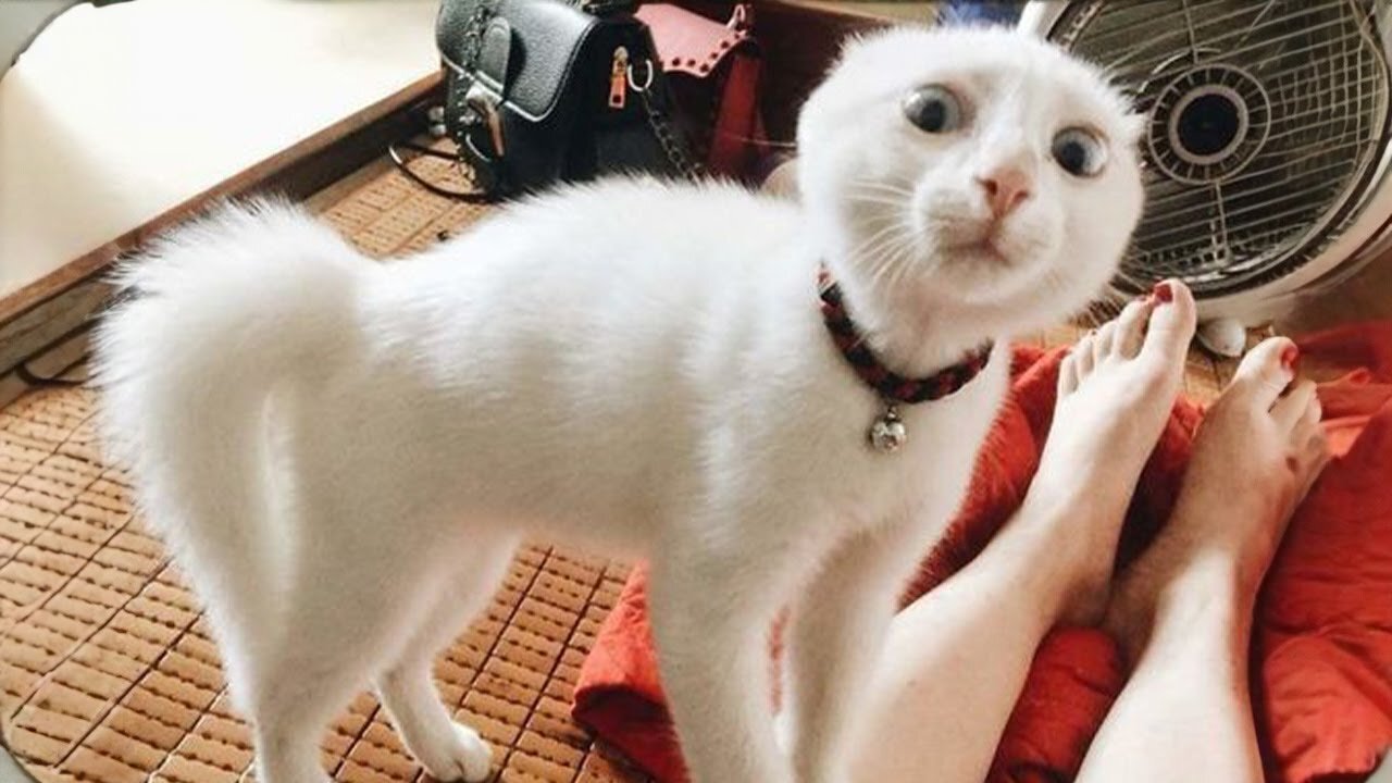 Cats are being Cats