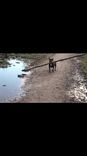 Determined Dog Carries Gigantic Log During Forest Walk