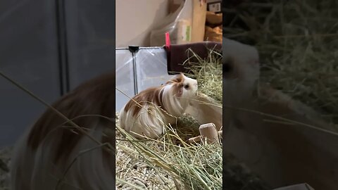 Guinea pigs birthday bash recovery