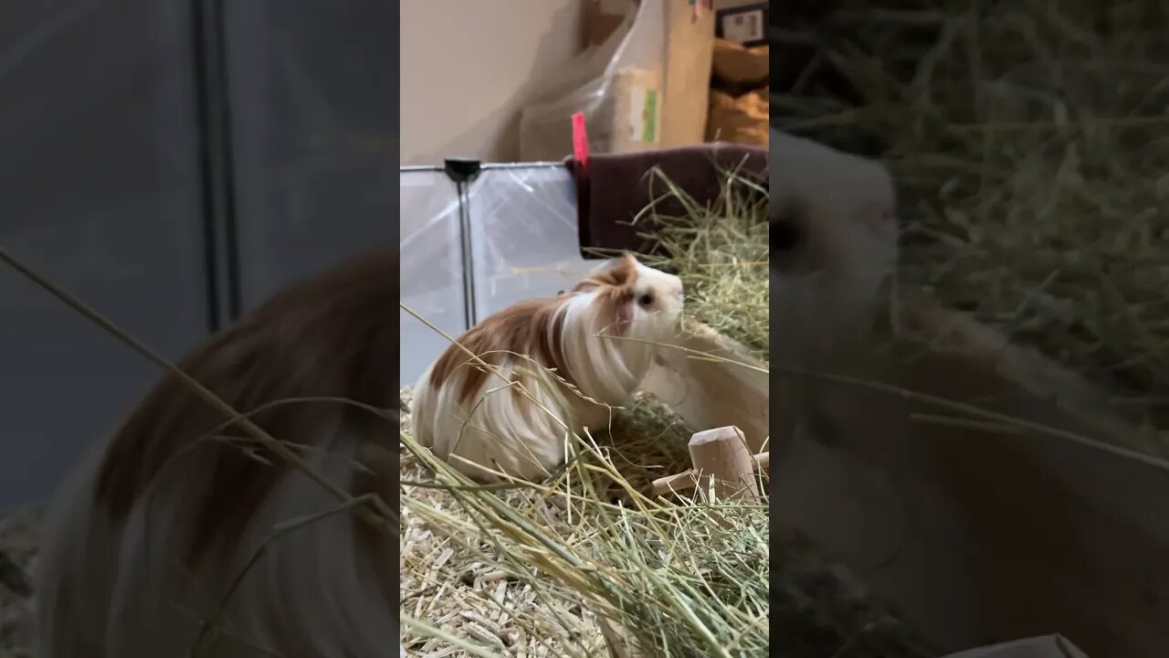 Guinea pigs birthday bash recovery