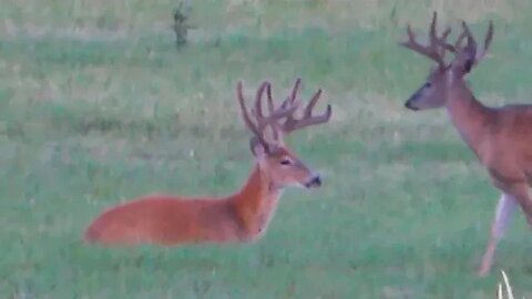 MONSTER VELVET WHITETAIL!