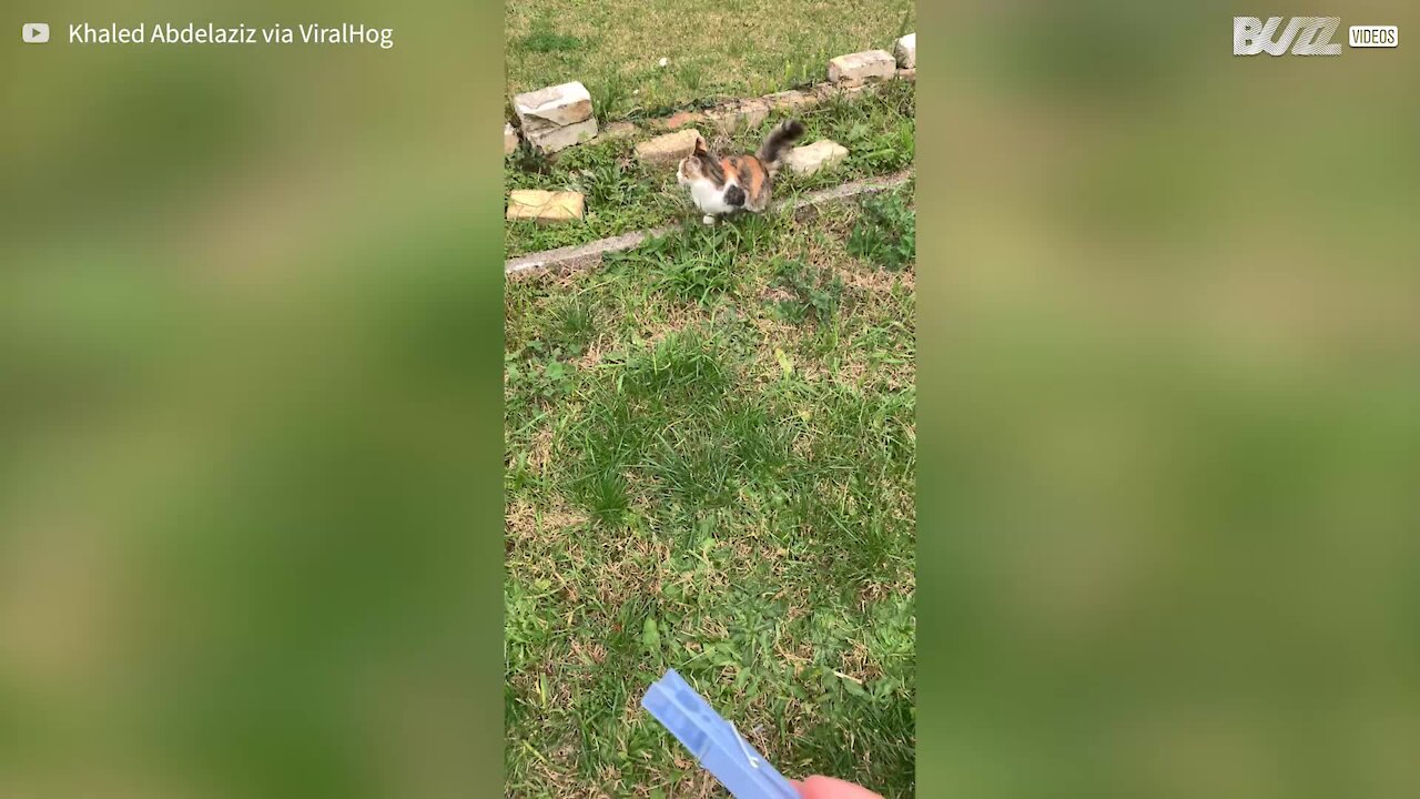 Cat loves to play "fetch" with owner