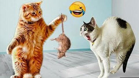 Laugh Till You Cry with These Funny Animal Clips! 😂🐱