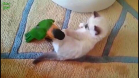 Naughtynes of Parrot & kitten