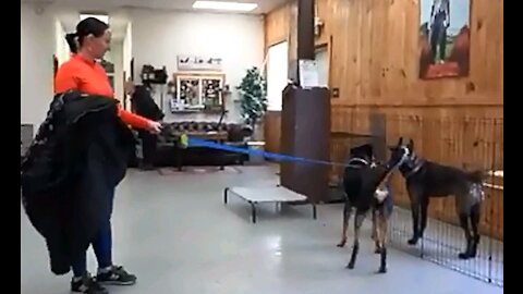 Are you facing a problem with your dog? Watch this dog training video