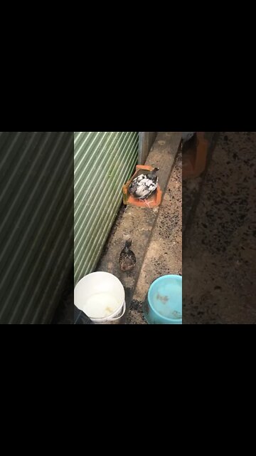 Baby chicks 8 weeks old