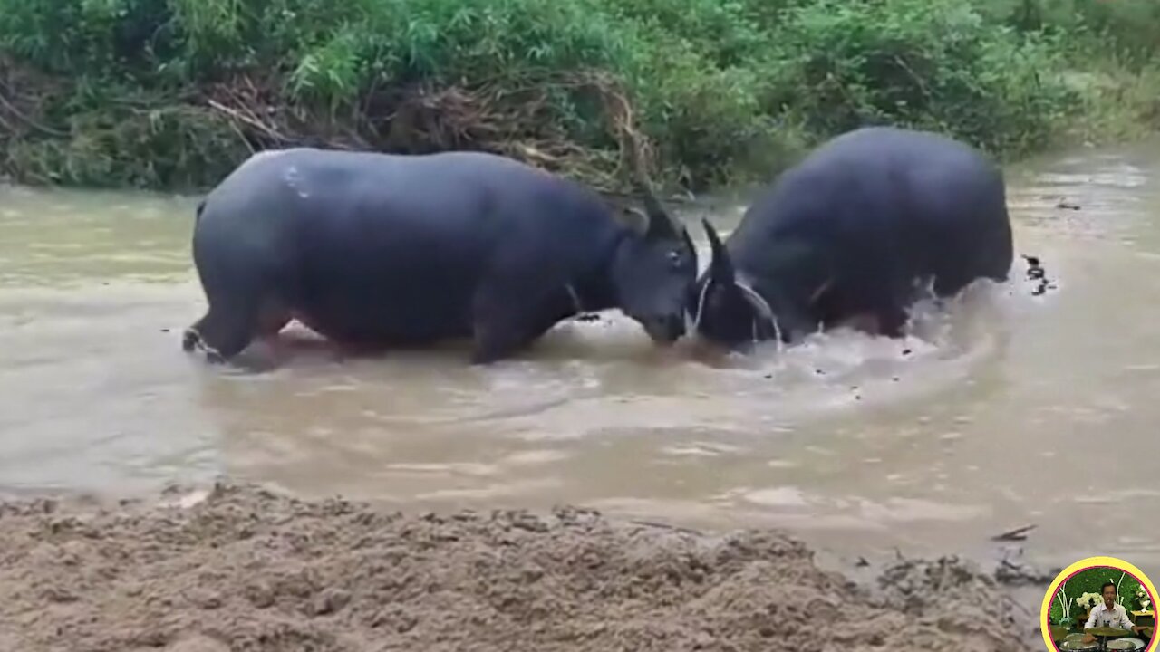 Two buffaloes fight ashore and go down the field