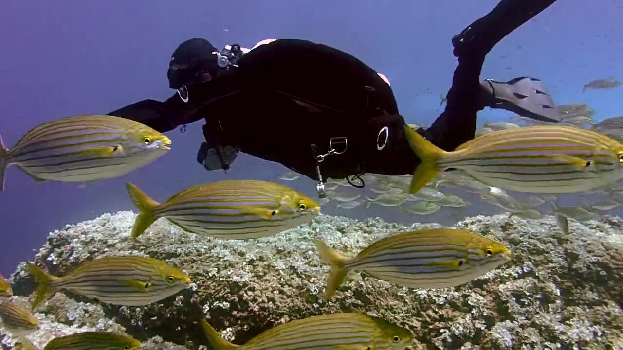 School Of Fish Underwater