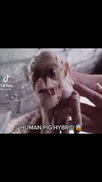 Frankenstein Fauci Human Pig Hybrid
