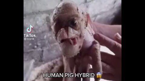 Frankenstein Fauci Human Pig Hybrid