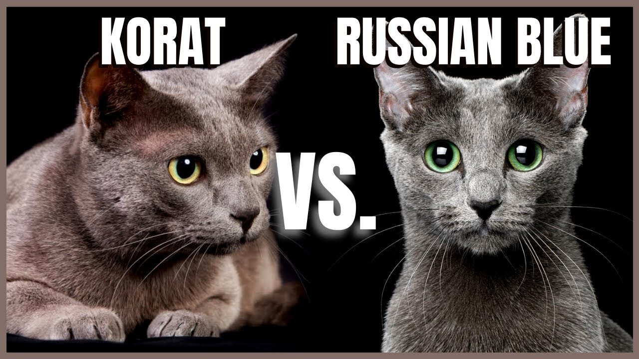 Korat Cat Vs Chartreux Cat