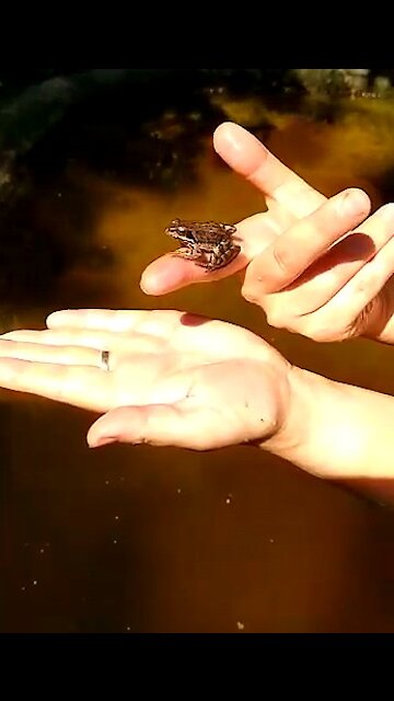 The frog behaves like a tame one and doesn't want to return in the water