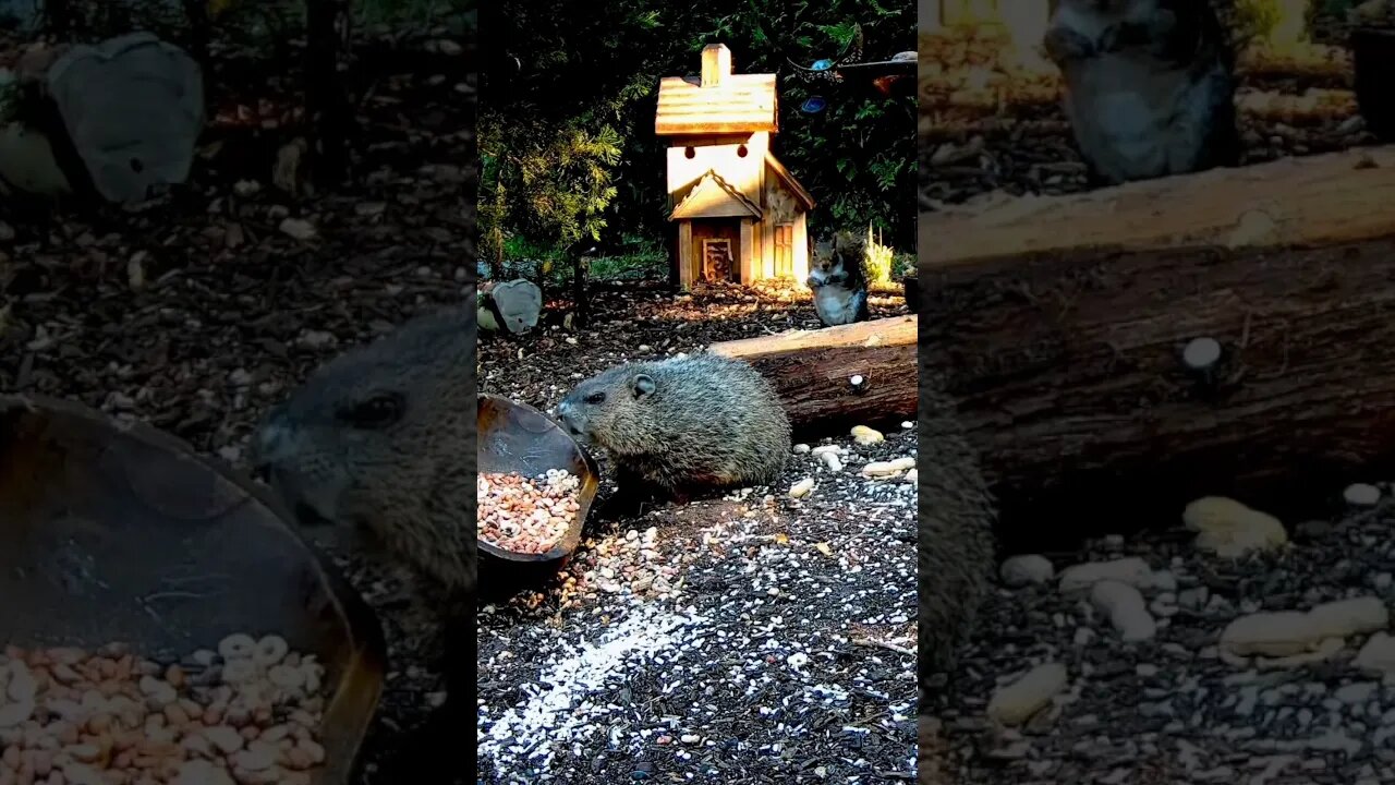 Groundhog Breakfast #animals #shorts