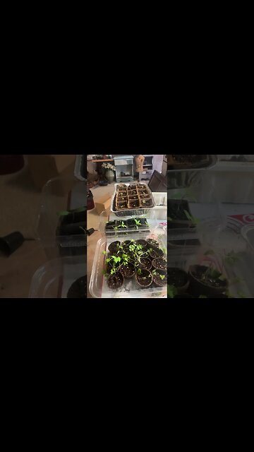 Gardening going wild (summer recipes coming)