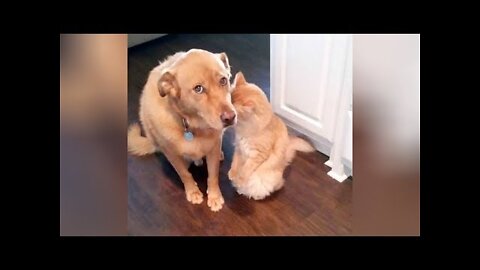 Funny And Cute Cat'S Life Cats And Owners Are The Best Friends Videos