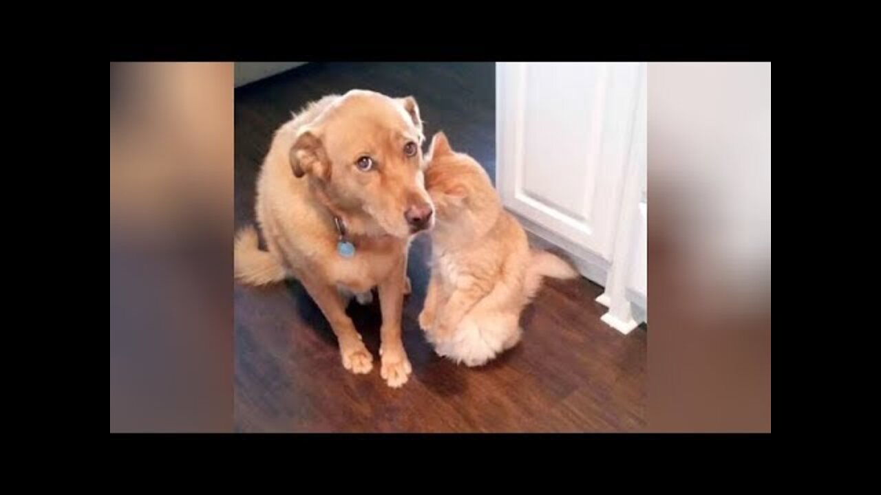 Funny And Cute Cat'S Life Cats And Owners Are The Best Friends Videos