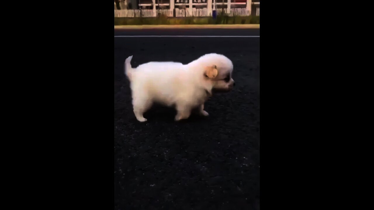 FUNNY AND CUTE ANIMALS 😂😂😂🐕🐩