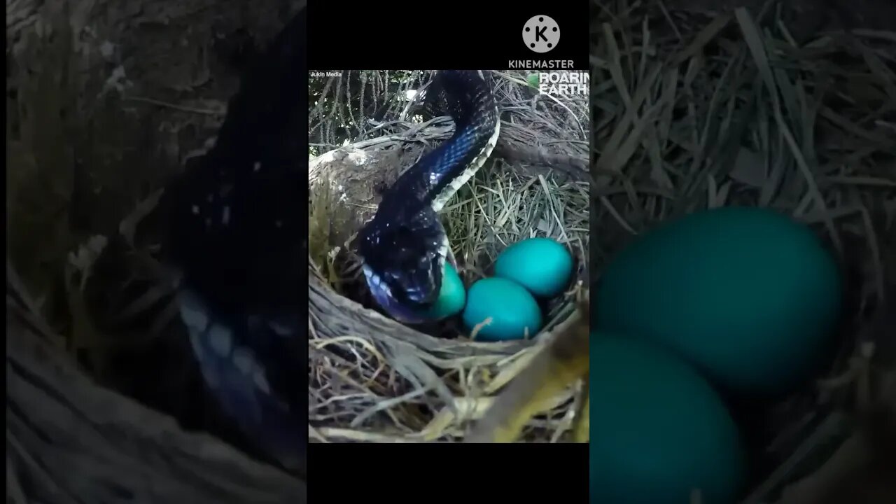 Snake eating bird's egg #viral #shorts #ytshorts