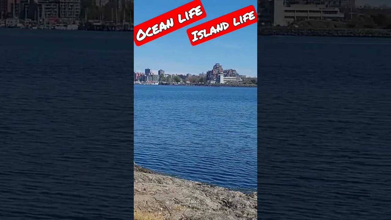 #birds #ocean #islandlife #majestic #summervibes Just a stroll along the water